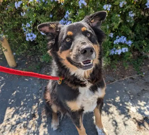 Corazon - Australian Shepherd