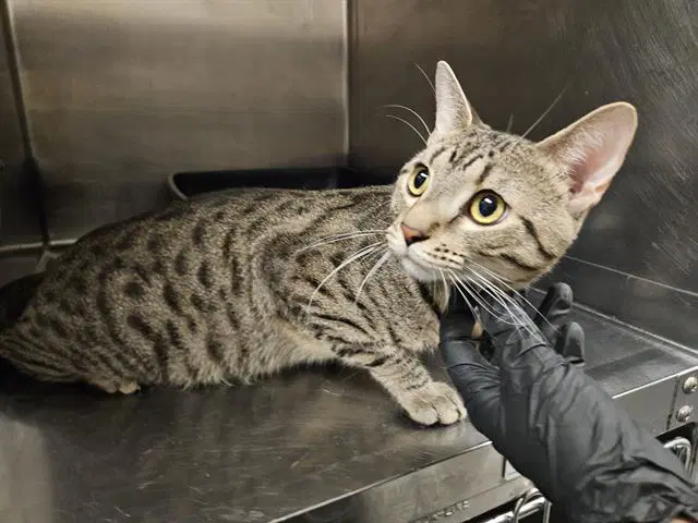 Catrat - Domestic Short Hair