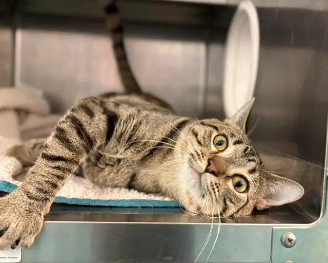 Catrat - Domestic Short Hair