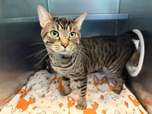 Dj Catnip - Domestic Short Hair