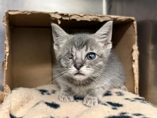 Blippi - Domestic Short Hair