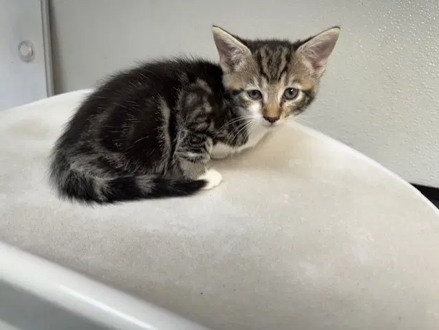 Wildernessa - Domestic Short Hair