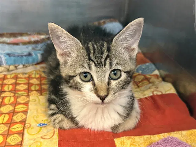 Wildernessa - Domestic Short Hair