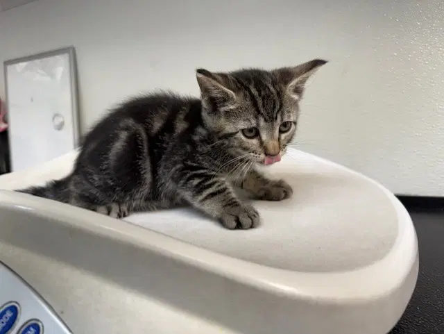 Sparkle Cadet - Domestic Short Hair