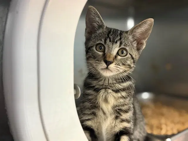 Sparkle Cadet - Domestic Short Hair