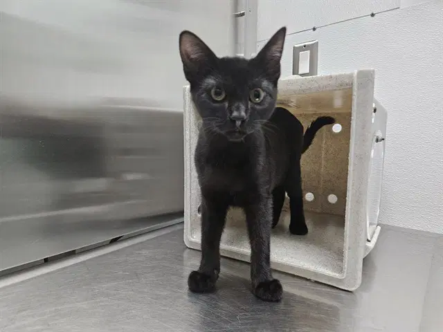 Pandy Paws - Domestic Short Hair