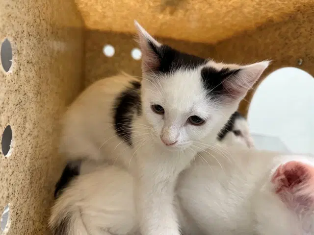 Kitty Fairy - Domestic Short Hair
