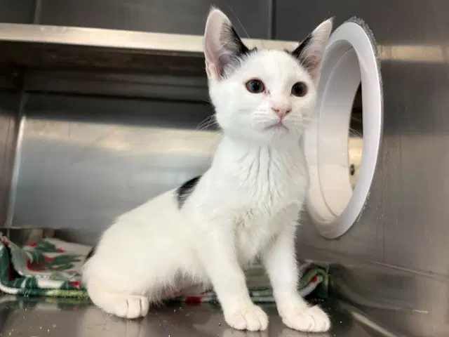 Kitty Fairy - Domestic Short Hair