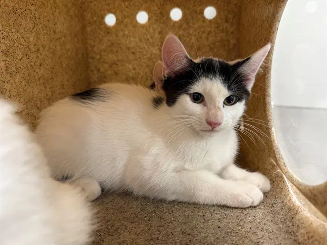 Mercat - Domestic Short Hair