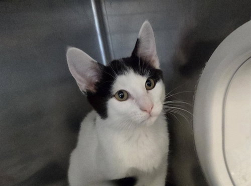 MERCAT, a cat for adoption from Antioch Animal Shelter