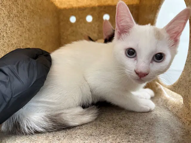 Carlita - Domestic Short Hair