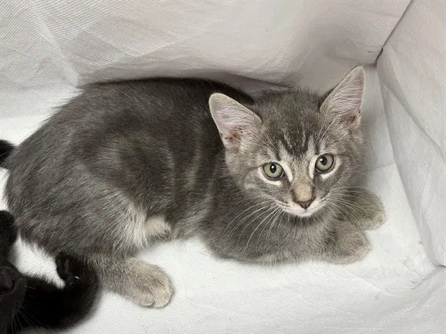 Pillow Cat - Domestic Short Hair