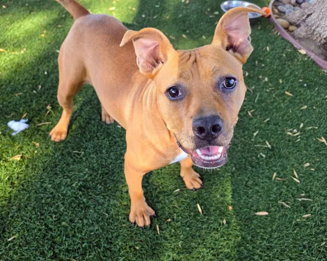 Hazel - Pit Bull Terrier