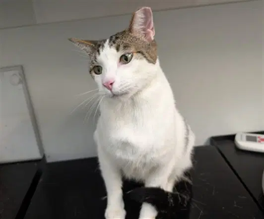 Elvis - Domestic Short Hair
