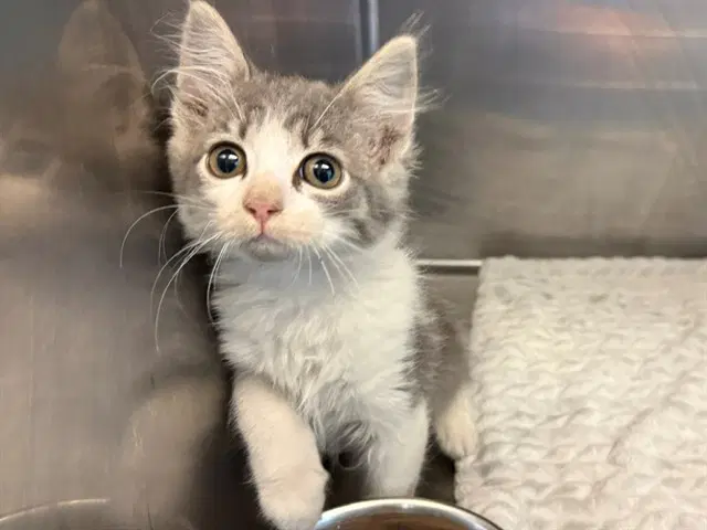 Hailey Banks - Domestic Short Hair