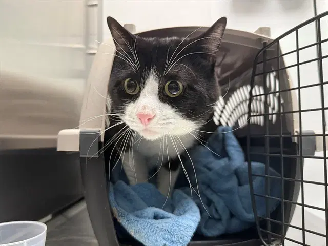Sonic The Hedgehog - Domestic Short Hair