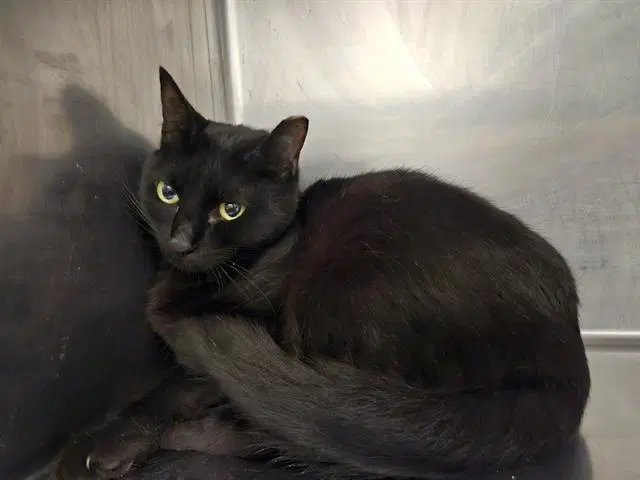 Tina - Domestic Short Hair