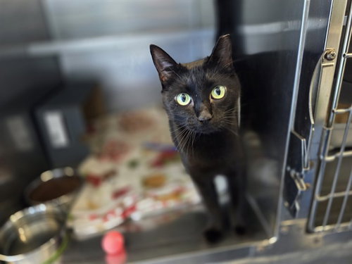 TINA, a cat for adoption from Antioch Animal Shelter