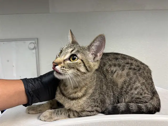 Tabitha - Domestic Short Hair