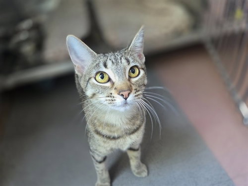 TABITHA, a cat for adoption from Antioch Animal Shelter