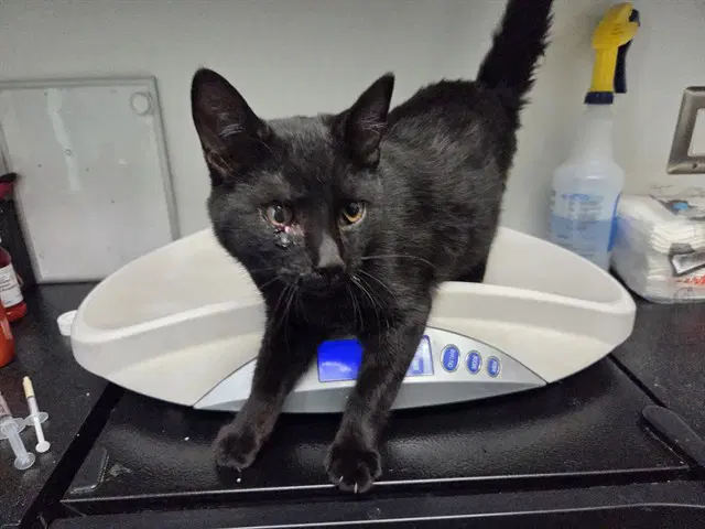 Gwen - Domestic Short Hair
