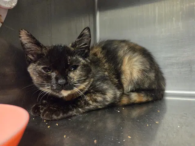 Molly Mcgee - Domestic Medium Hair