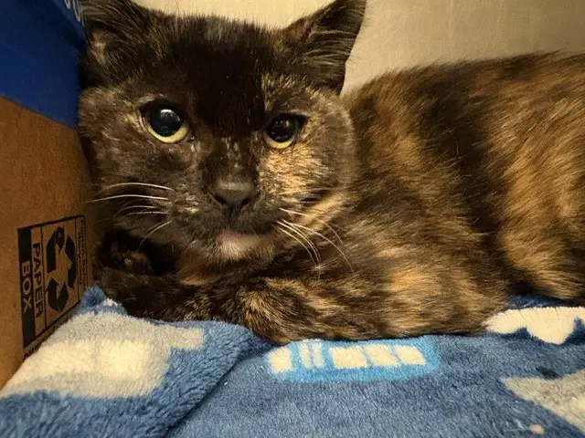 Molly Mcgee - Domestic Medium Hair