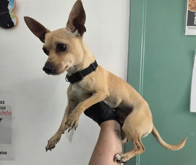 Val Little - Chihuahua