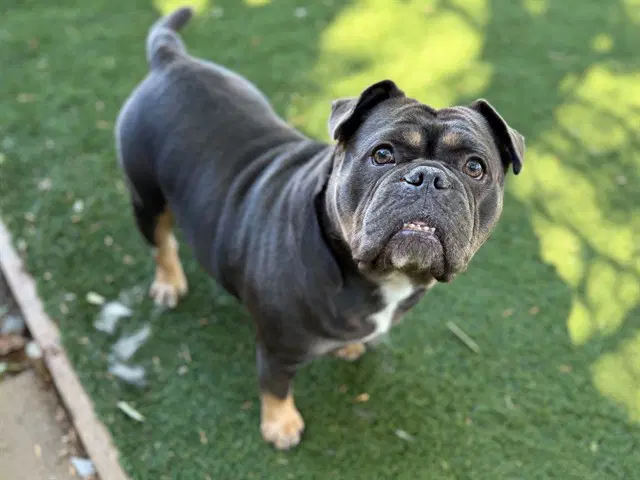 Suzy Sheep - French Bulldog