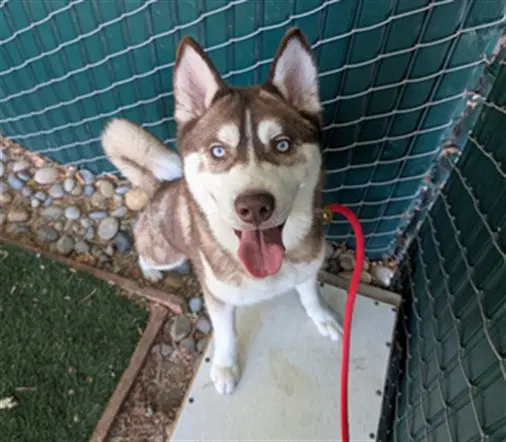Ice Bear - Siberian Husky