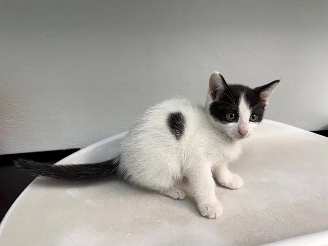 Lucy Loud - Domestic Short Hair