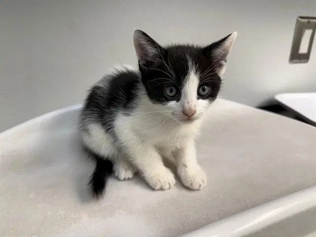 Lincoln Loud - Domestic Short Hair