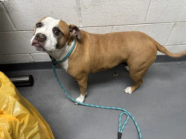 Peppa Pig - Pit Bull Terrier