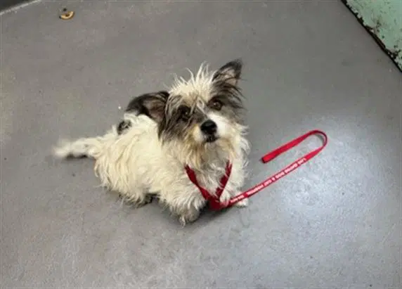 Chloe - Terrier