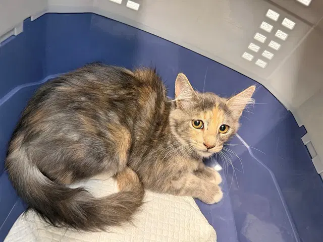 Brooklynn - Domestic Medium Hair