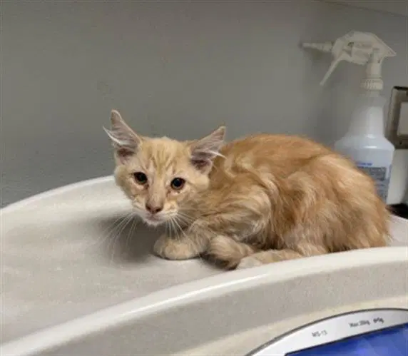 Bumpy - Domestic Medium Hair