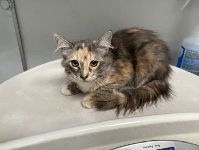 Tiny Diamond - Domestic Medium Hair