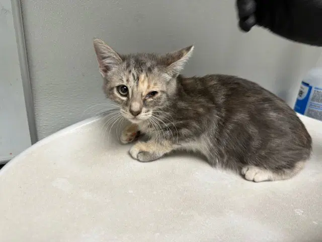 Queen Poppy - Domestic Short Hair