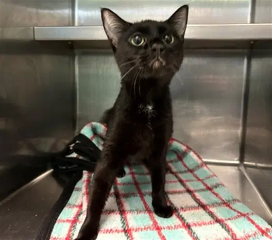 Alexis - Domestic Short Hair