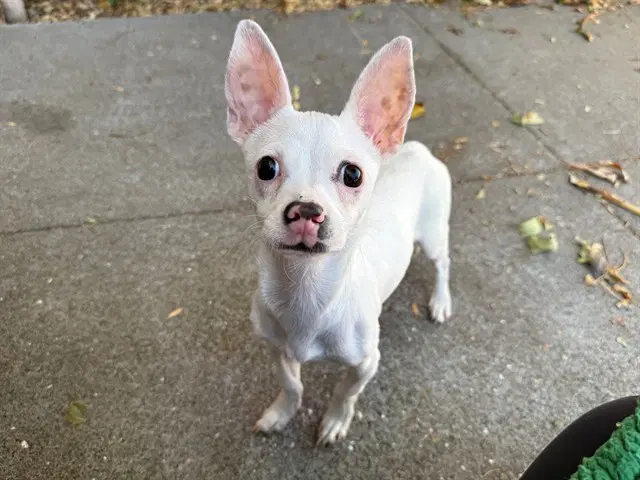 Ryder - Chihuahua