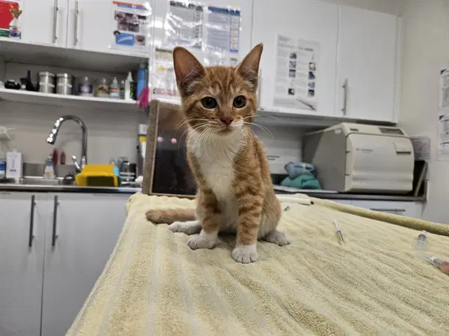 Anna - Domestic Short Hair
