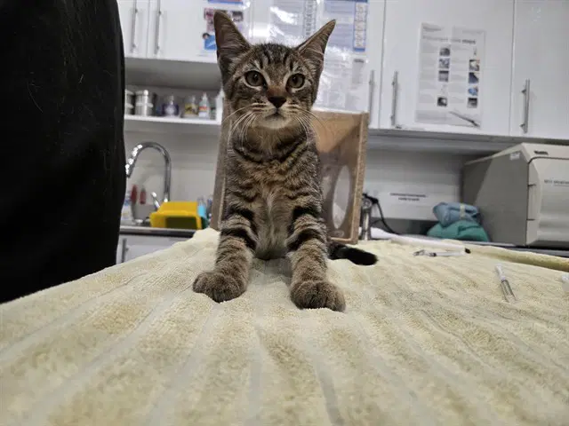 Kristoff - Domestic Short Hair
