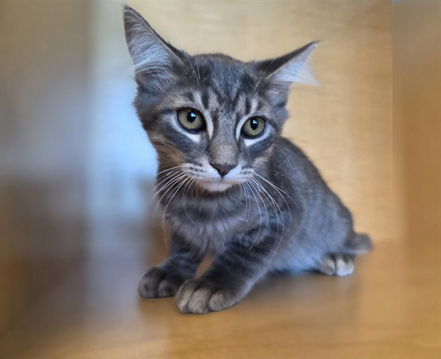 Olaf, Domestic Medium Hair