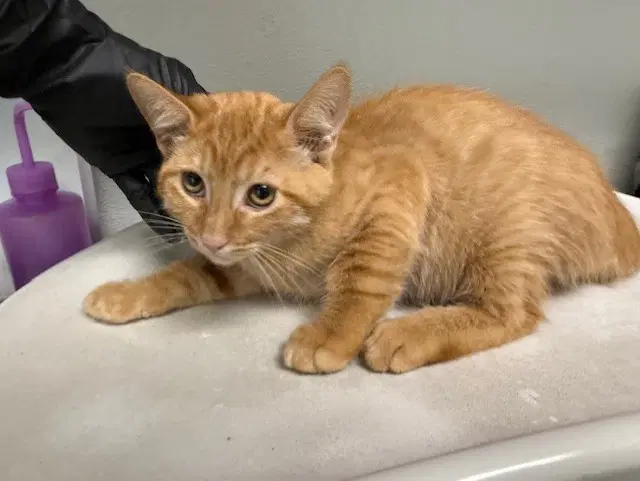 Prince Hans - Domestic Short Hair