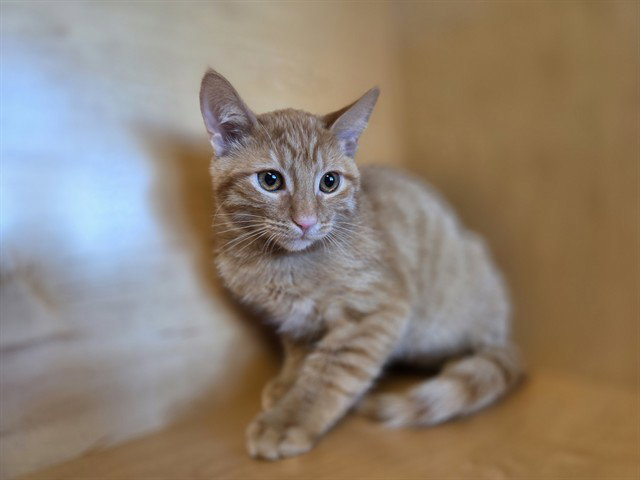 Prince Hans, Domestic Short Hair