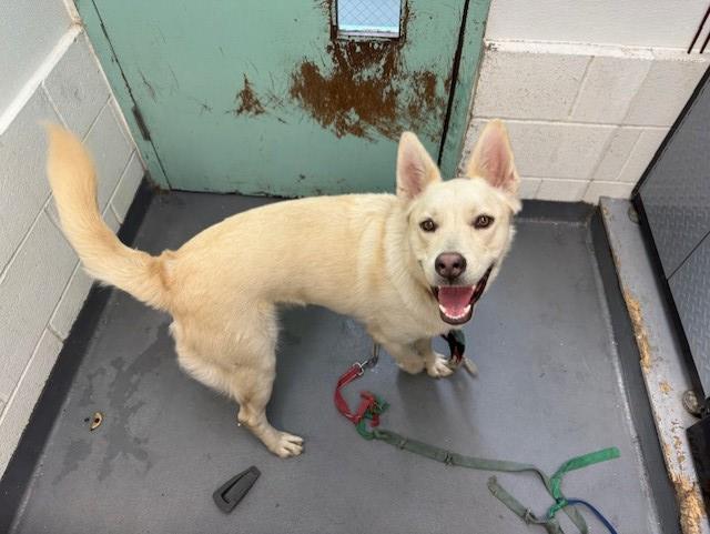 Polo, Siberian Husky