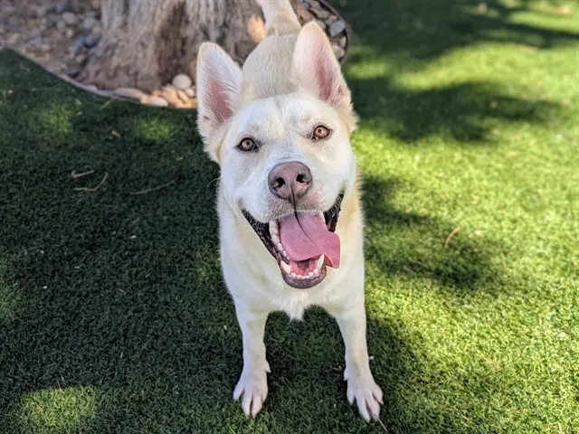 Polo - Siberian Husky