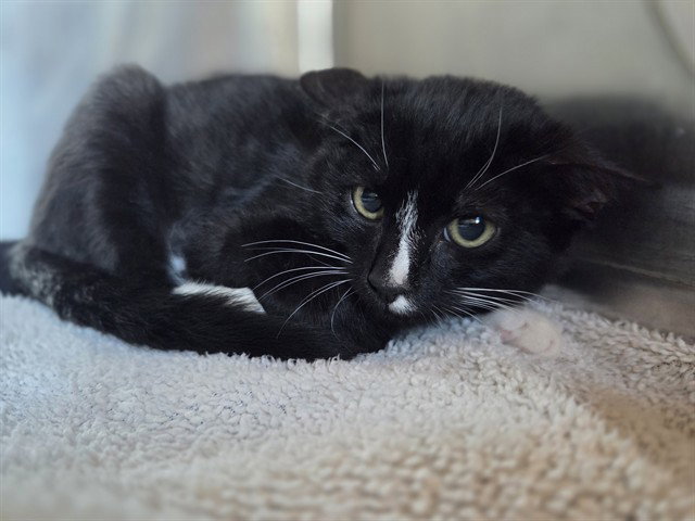 Perry, Domestic Short Hair