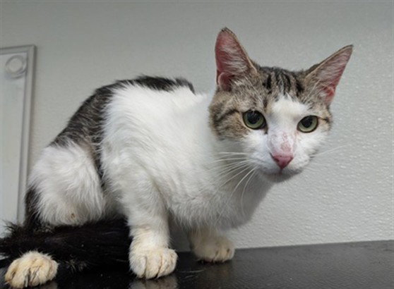Priscilla, Domestic Short Hair