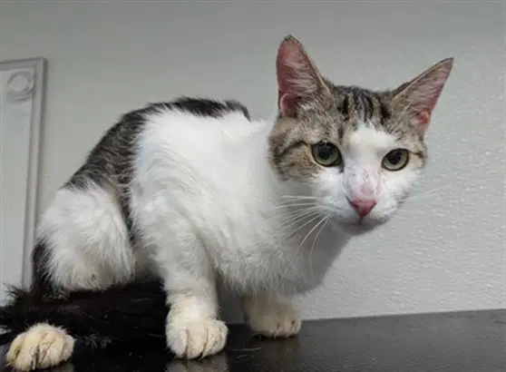 Priscilla - Domestic Short Hair